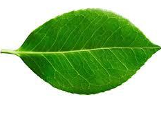 leaf